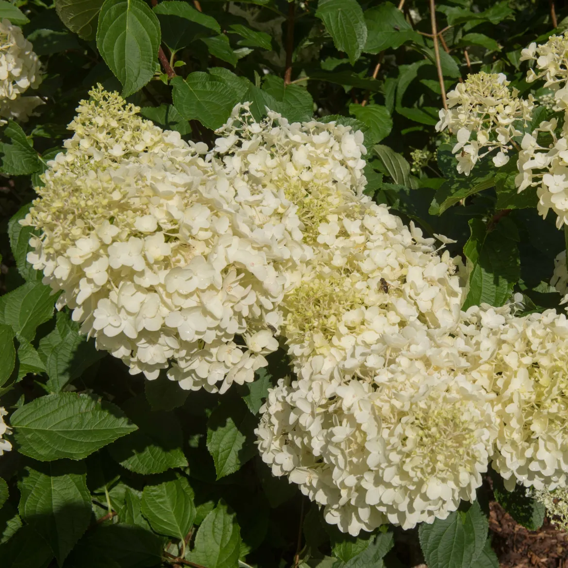 Hortensia paniculé 'Silver Dollar' - Des fleurs XXL sans effort