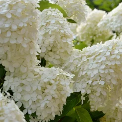 Hortensia paniculé Séléction - Des cônes de fleurs tout l'été