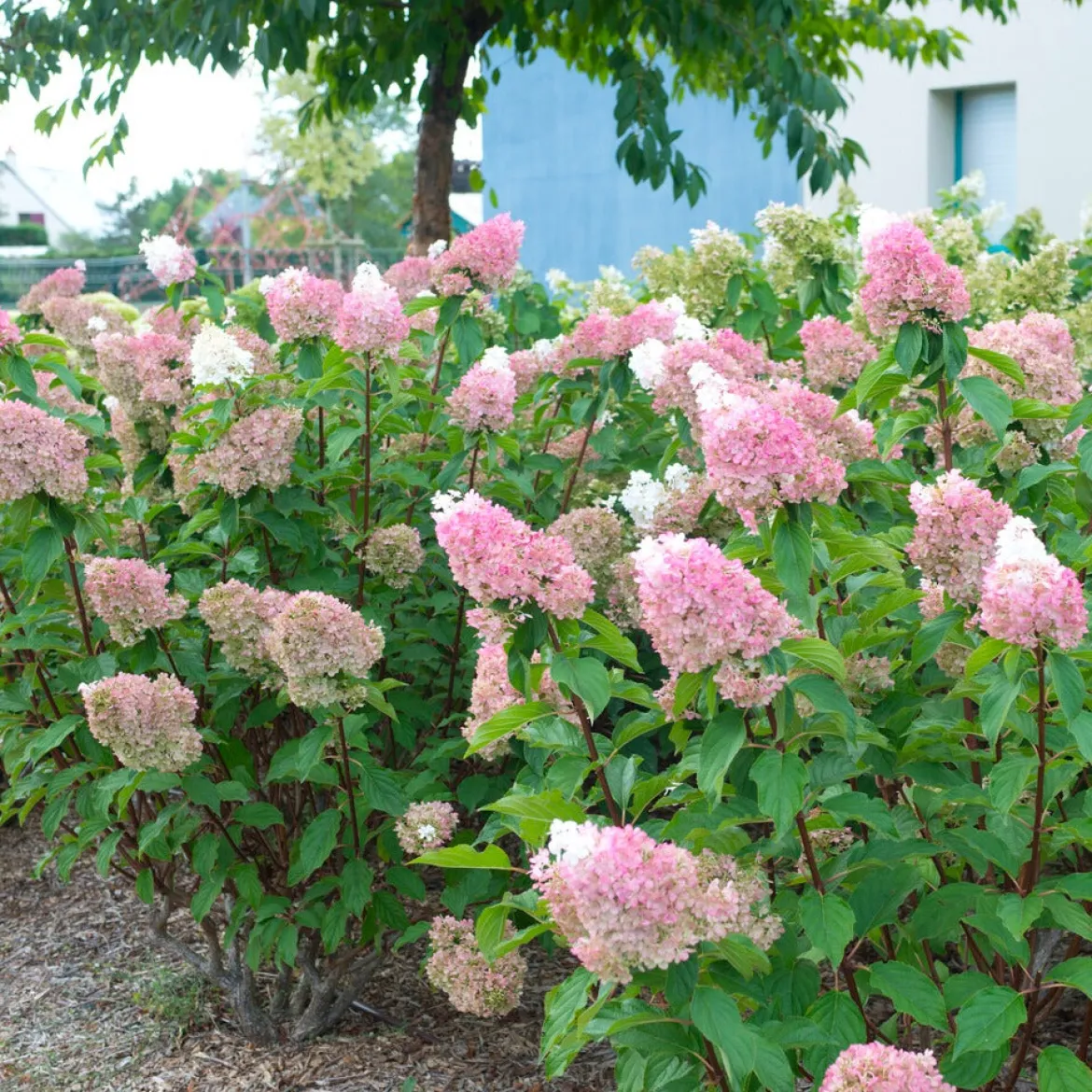 Hortensia paniculé SUNDAE FRAISE® Rensun - Du blanc au rose fraise