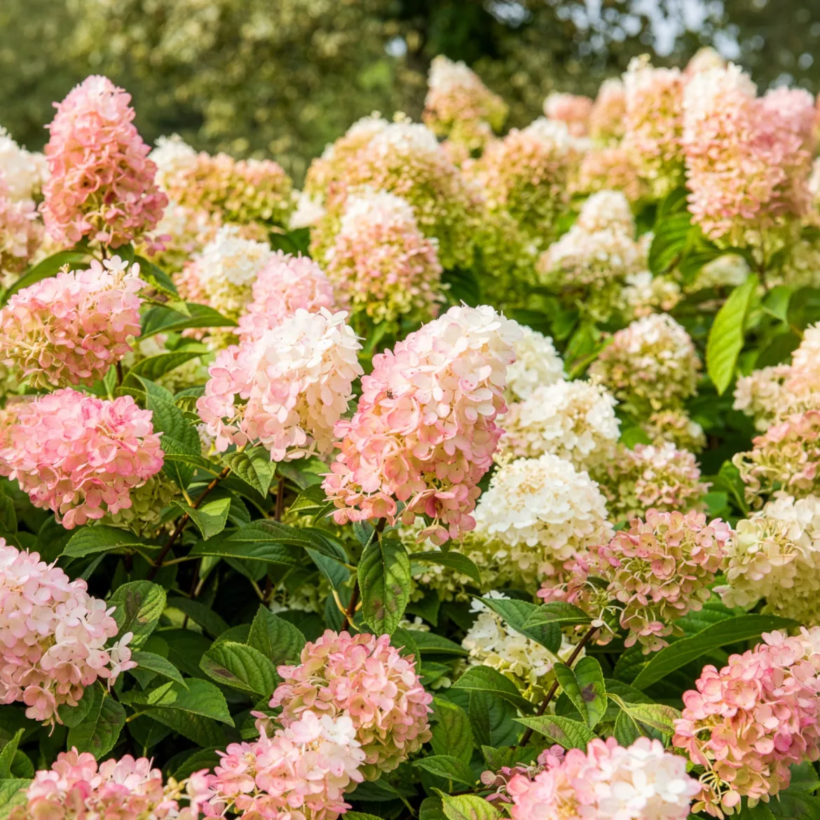 Hortensia paniculé SUNDAE FRAISE® Rensun - Du blanc au rose fraise