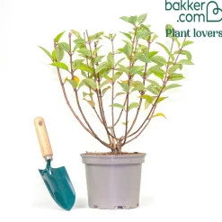 Hortensia paniculé SUNDAE FRAISE® Rensun - Du blanc au rose fraise