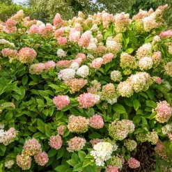 Hortensia paniculé SUNDAE FRAISE® Rensun - Du blanc au rose fraise