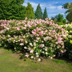 Hortensia paniculé SUNDAE FRAISE® Rensun - Du blanc au rose fraise