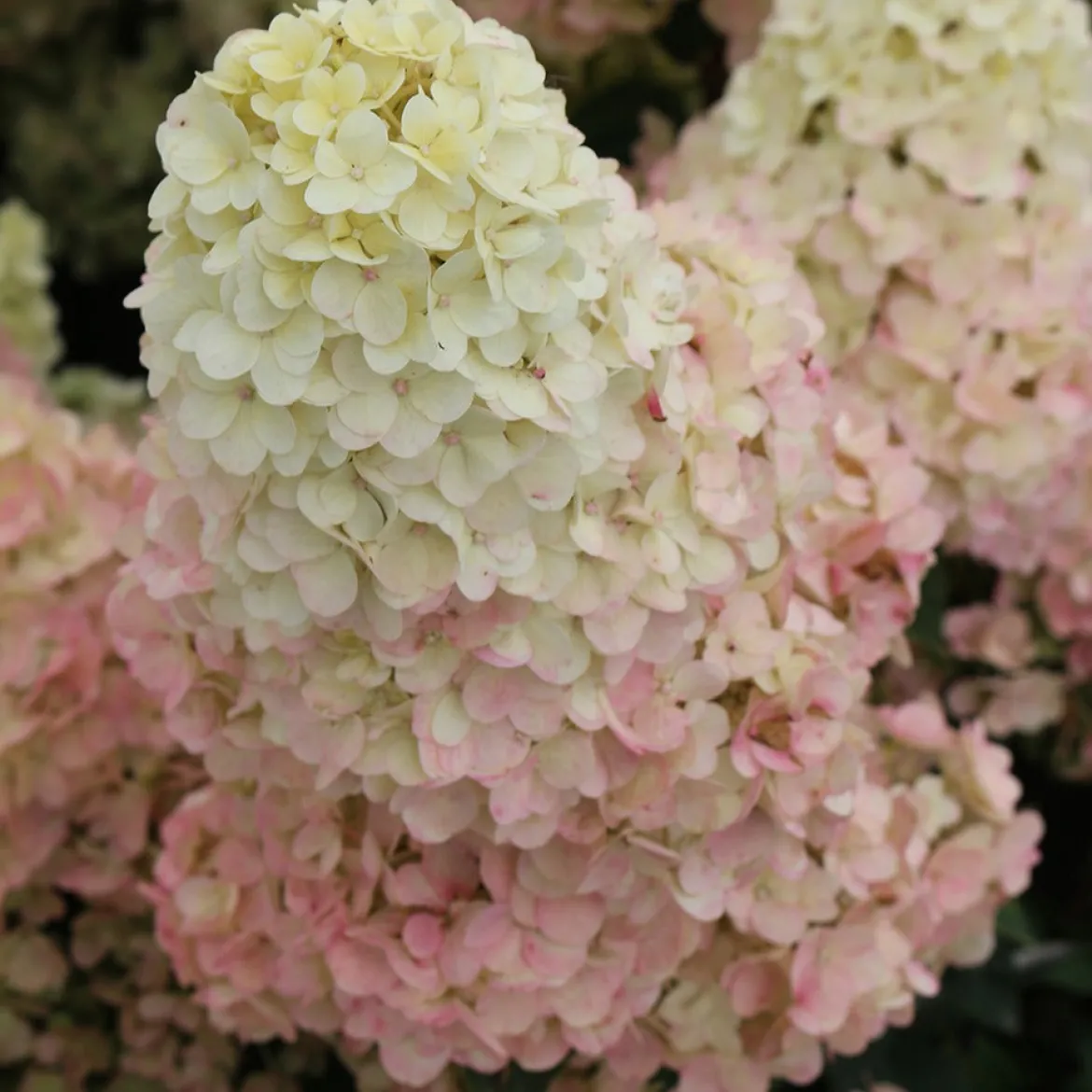 Hortensia paniculé SUNDAE FRAISE® Rensun - Du blanc au rose fraise
