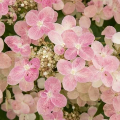 Hortensia paniculé 'Switch Ophelia'® - Des fleurs qui changent