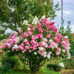 Hortensia paniculé 'Vanille Fraise' - Fleurs bicolores tout l'été