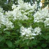 Hortensia paniculé White Lady - Nuage blanc tout l'été