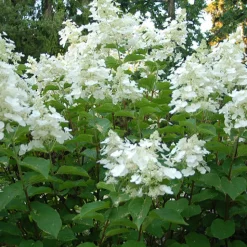 Hortensia paniculé White Lady - Nuage blanc tout l'été
