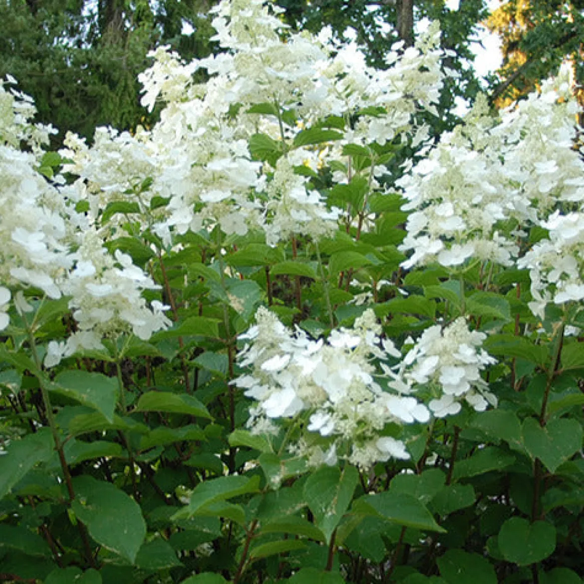 Hortensia paniculé White Lady - Nuage blanc tout l'été