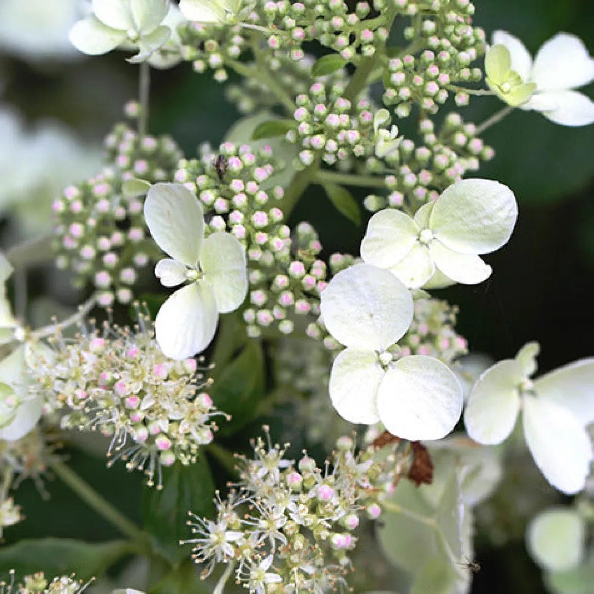 Hortensia paniculé White Lady - Nuage blanc tout l'été