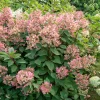 Hortensia paniculé Wims Red - Des fleurs qui changent de couleur