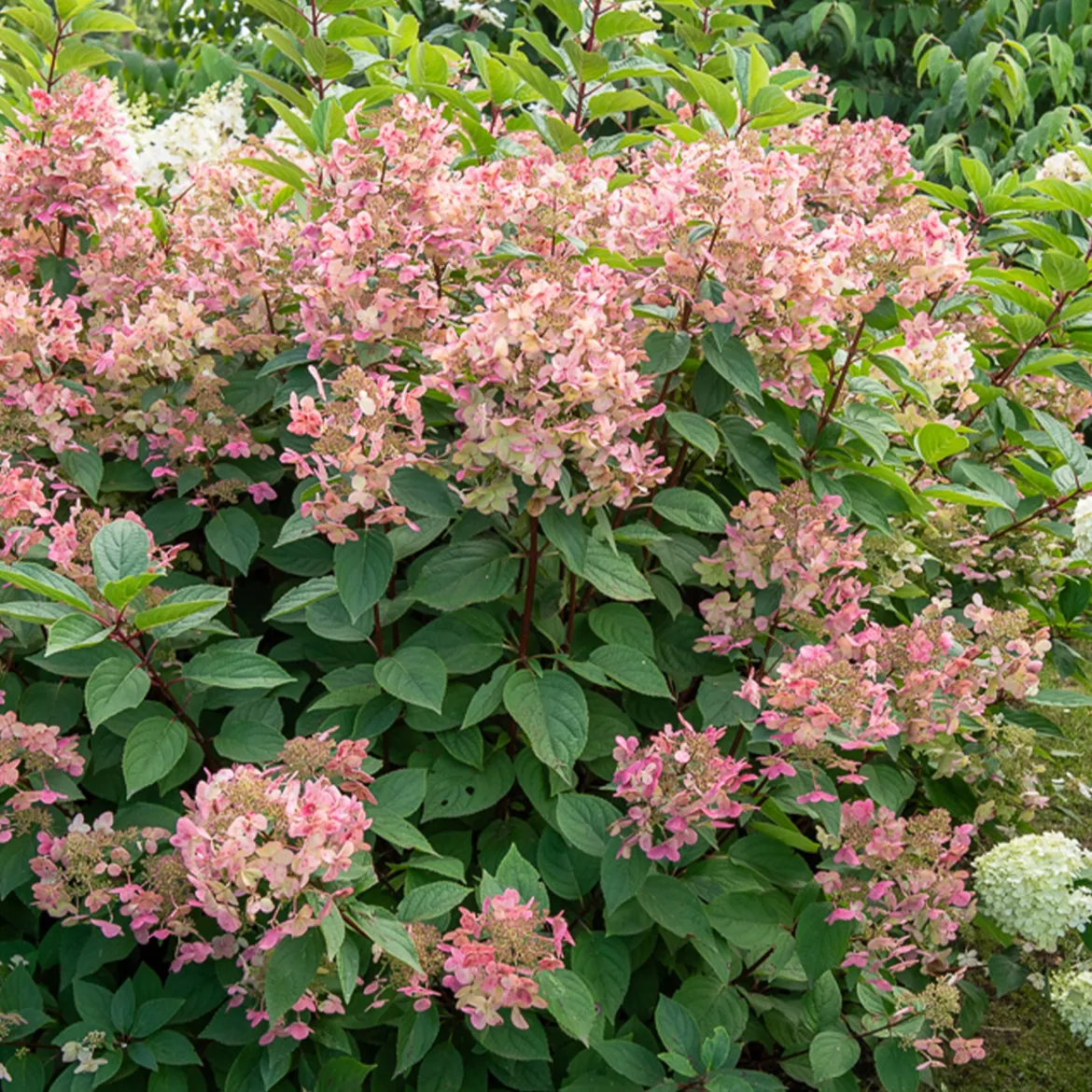 Hortensia paniculé Wims Red - Des fleurs qui changent de couleur
