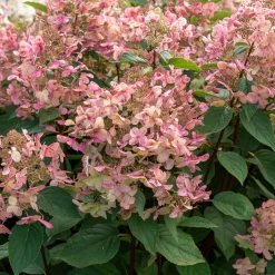 Hortensia paniculé Wims Red - Des fleurs qui changent de couleur