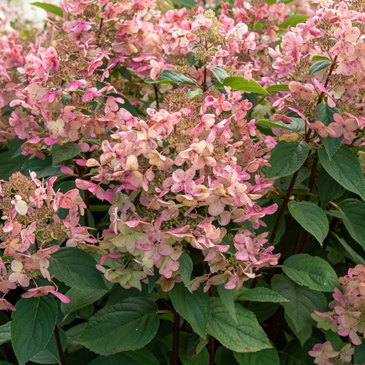 Hortensia paniculé Wims Red - Des fleurs qui changent de couleur
