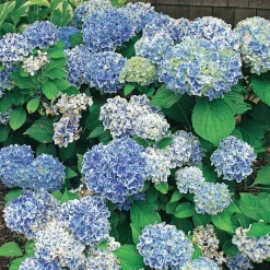 Hortensia Peppermint - Deux couleurs sur chaque fleur
