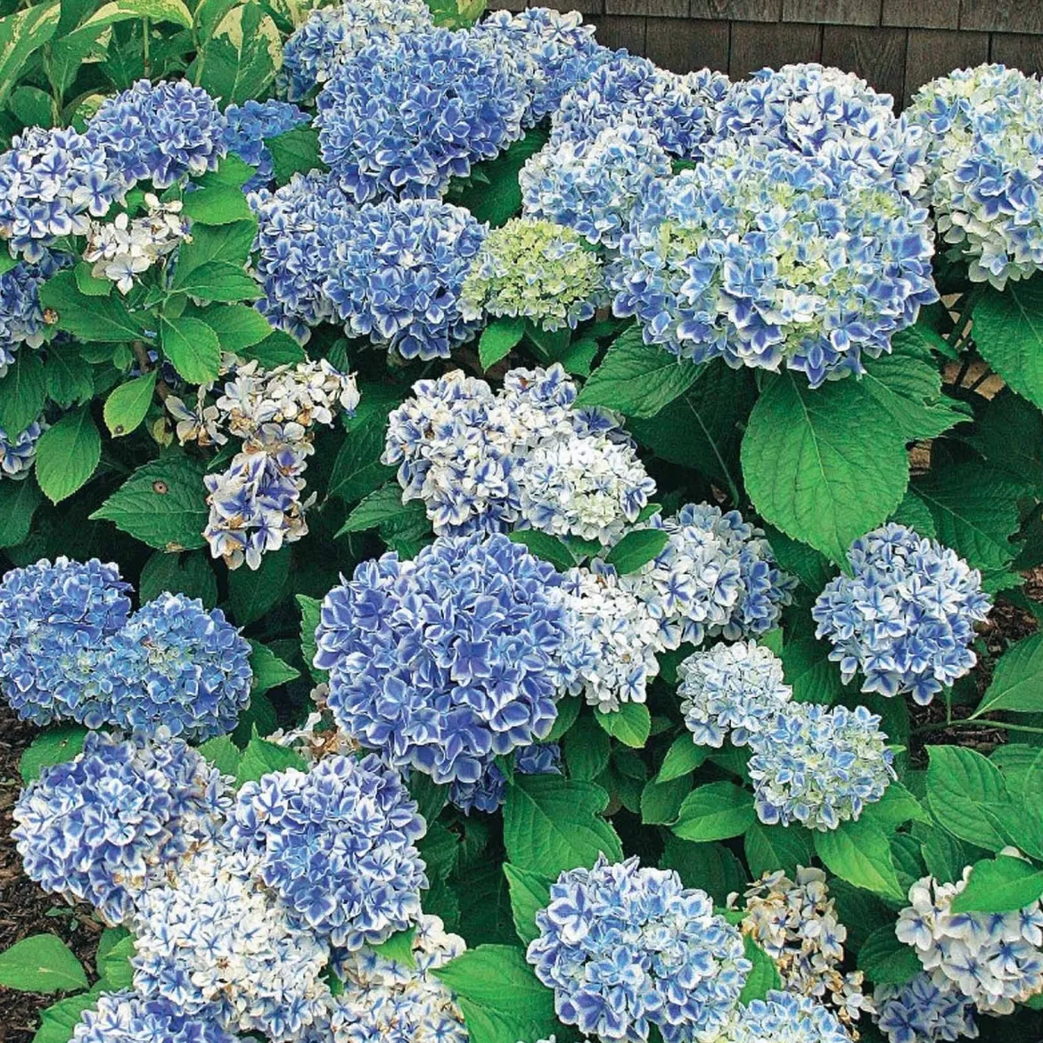 Hortensia Peppermint - Deux couleurs sur chaque fleur