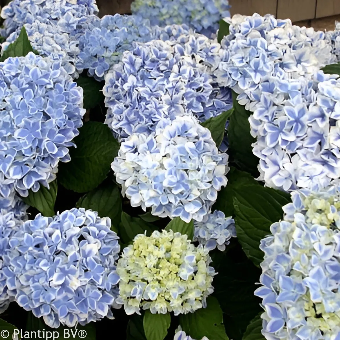 Hortensia Peppermint - Deux couleurs sur chaque fleur