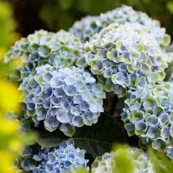 Hortensia 'Revolution Blue' - Le bleu qui change tout