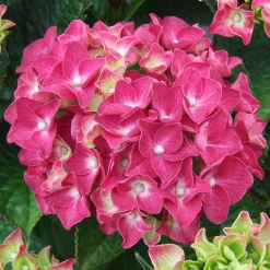 Hortensia rose - Des boules roses tout l'été