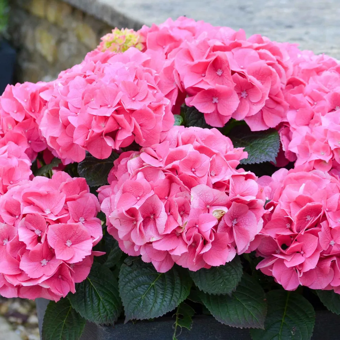 Hortensia 'Rosita' - Le rose vif qui dure