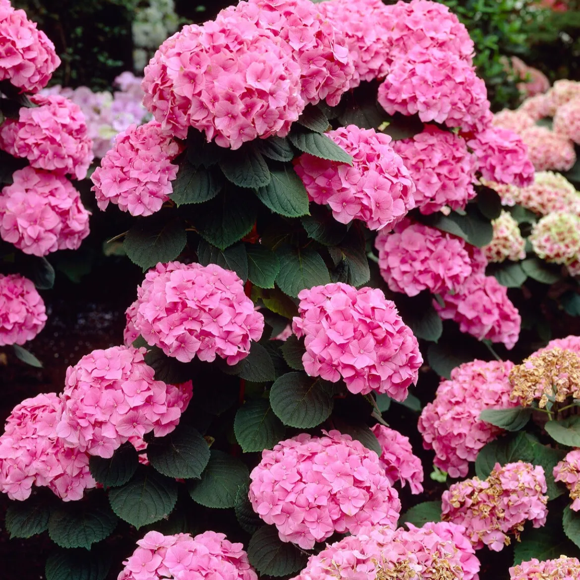 Hortensia 'Rosita' - Le rose vif qui dure