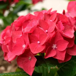 Hortensia rouge - Un rouge intense au jardin