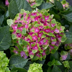 Hortensia Saxon ® - Des fleurs fuchsia tout l'été