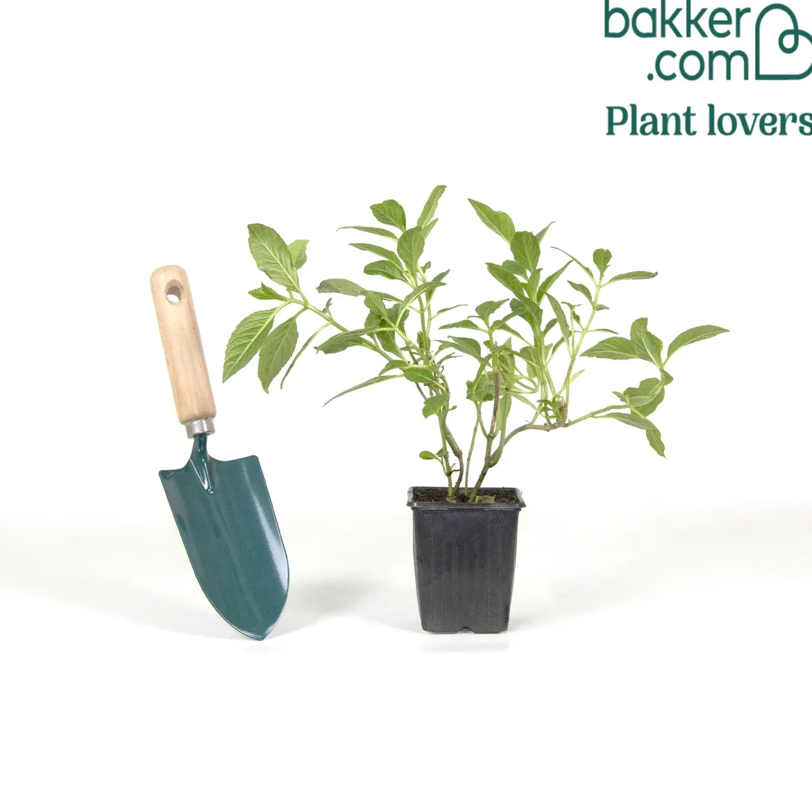 Hortensia Saxon ® - Des fleurs fuchsia tout l'été