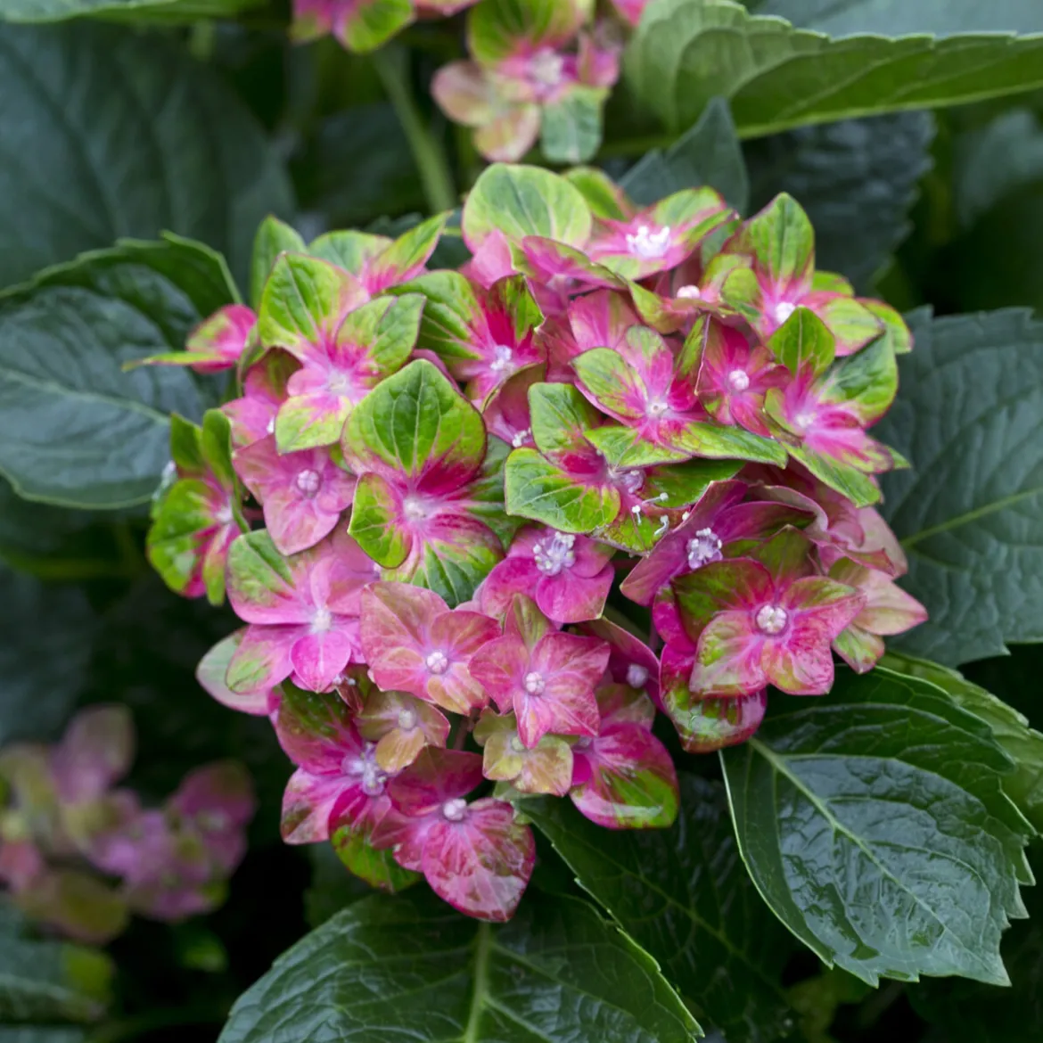 Hortensia Saxon ® - Des fleurs fuchsia tout l'été