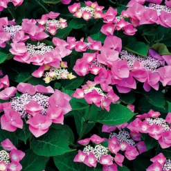 Hortensia Selina - Rose ou bleu, à vous de jouer