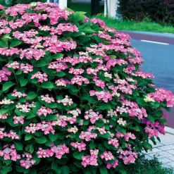 Hortensia Selina - Rose ou bleu, à vous de jouer