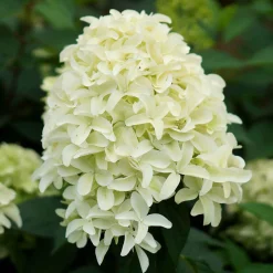 Hortensia 'Skyfall' - Nuage blanc au jardin