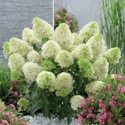 Hortensia 'Skyfall' - Nuage blanc au jardin