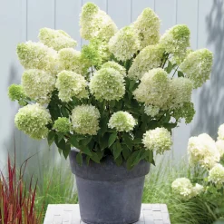 Hortensia 'Skyfall' - Nuage blanc au jardin