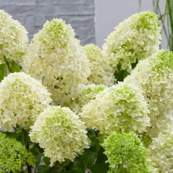 Hortensia 'Skyfall' - Nuage blanc au jardin