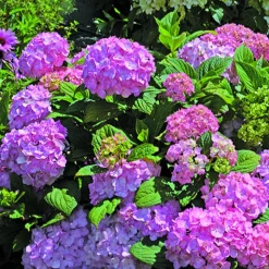 Hortensia So Long® Rosy - Des roses tout l'été