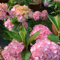 Hortensia So Long® Sunny - Fleuri tout l'été sans effort