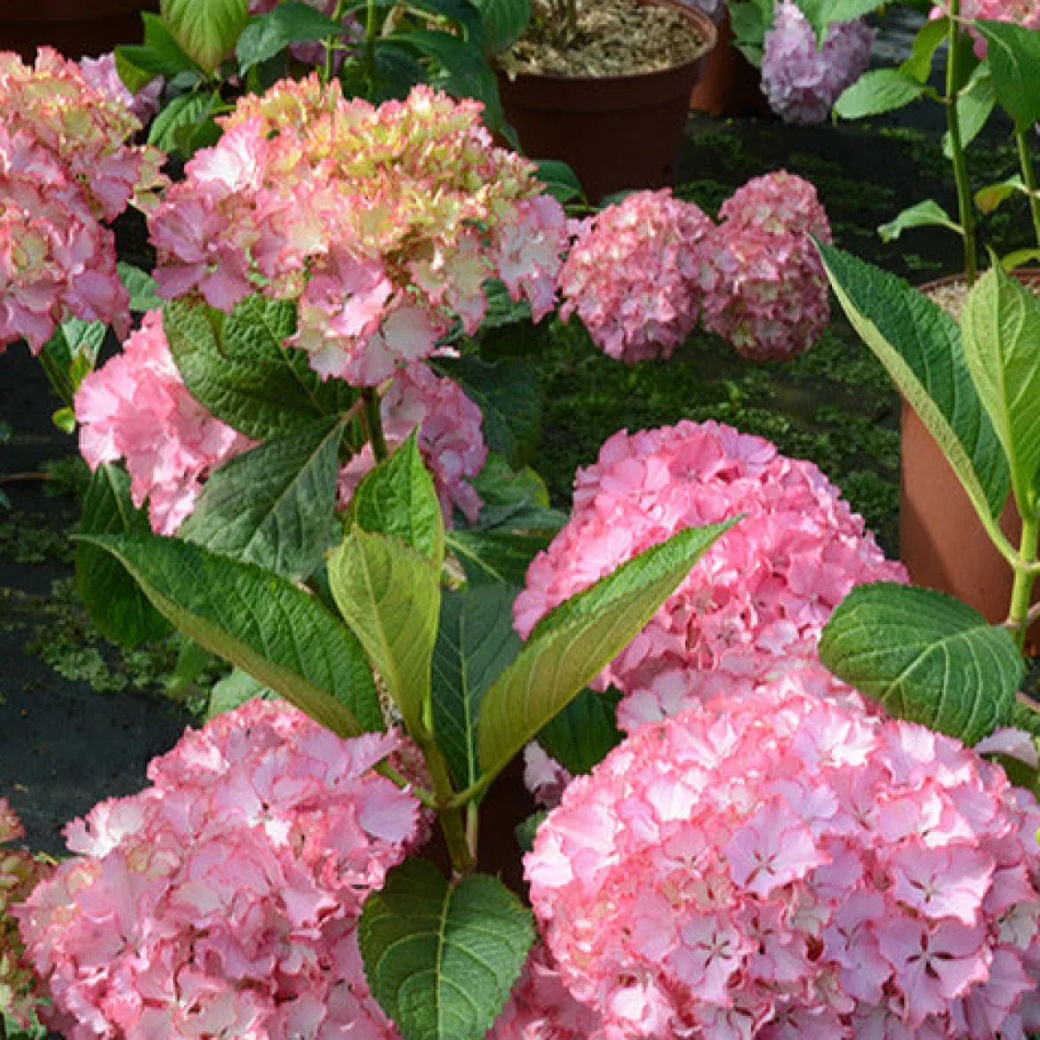 Hortensia So Long® Sunny - Fleuri tout l'été sans effort