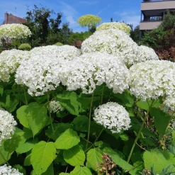 Hortensia 'Strong Annabelle' - Des fleurs qui tiennent droit