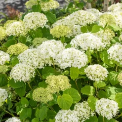 Hortensia 'Strong Annabelle' - Des fleurs qui tiennent droit