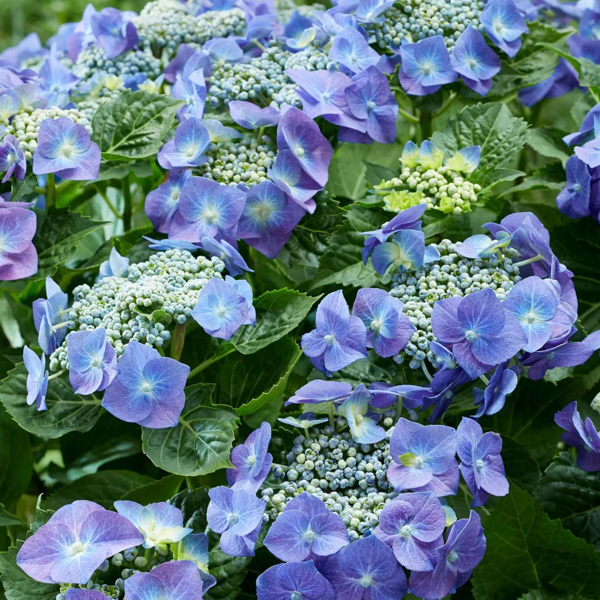 Hortensia 'Teller blue' - Le vrai bleu au jardin