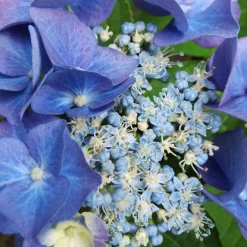Hortensia 'Teller blue' - Le vrai bleu au jardin