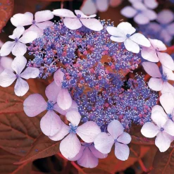 Hortensia été indien - Des fleurs qui changent de couleur