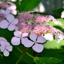 Hortensia été indien - Des fleurs qui changent de couleur