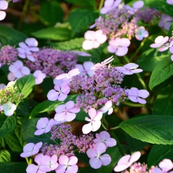 Hortensia été indien - Des fleurs qui changent de couleur