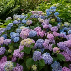Hortensia tricolore - 3 couleurs, un seul arbuste