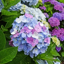 Hortensia tricolore - 3 couleurs, un seul arbuste