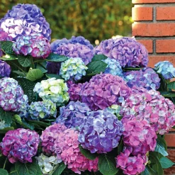 Hortensia tricolore - 3 couleurs, un seul arbuste