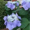 Hortensia Zorro Bleu - Un bleu qui change tout