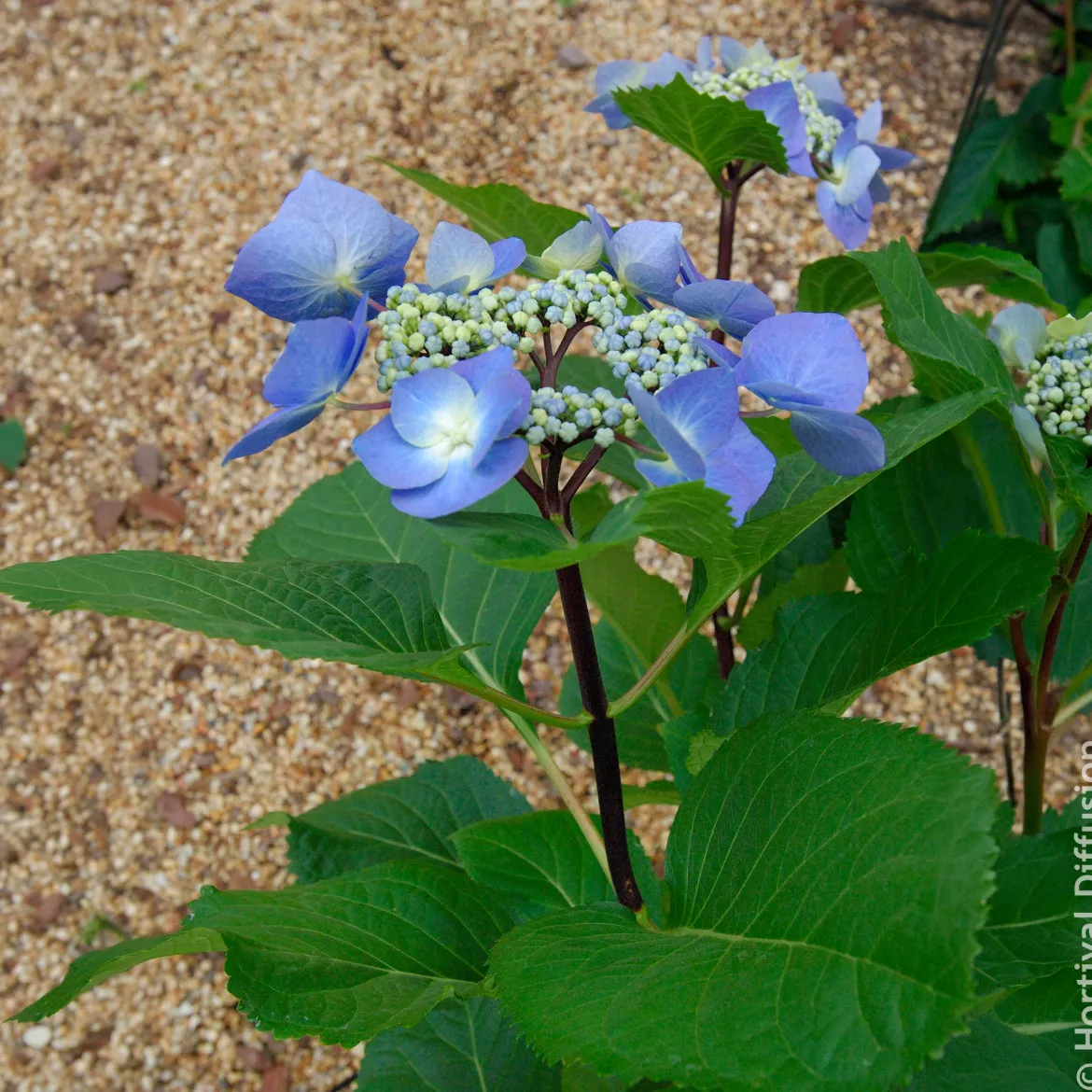 Hortensia Zorro Bleu - Un bleu qui change tout
